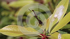 Damselfly dragonfly insect red