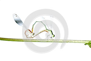 Damselfly dragonfly isolated