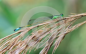 Damselfly in dry branches in the river photo