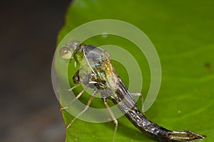 Damselfly emerging from nymph stage