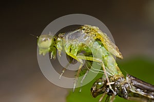 Damselfly emerging from nymph stage