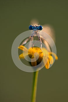 The damselfly Enallagma cyathigerum in the dew in backlight in the early morning  dries its wings