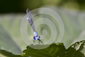 Damselfly Face Closeup