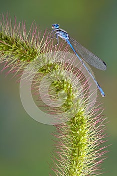 Damselfly on foxtail