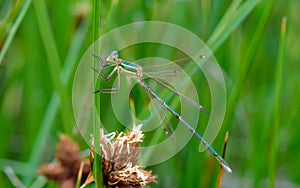 Damselfly on green branch in the river photo