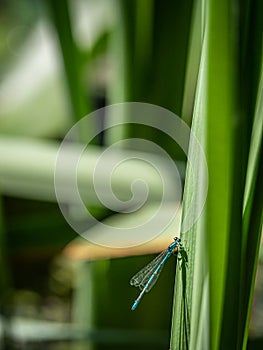 Damselfly on green leaves. One male variable damselfly. Variable bluet. Coenagrion pulchellum