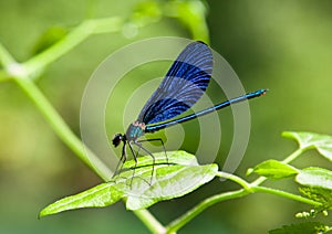 Damselfly on green plant with green background.