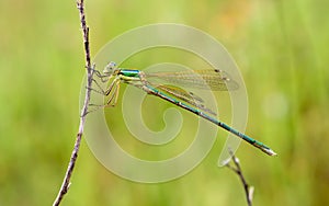 Damselfly held by a dry branch photo