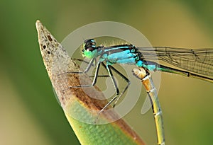 Damselfly Ischnura elegans during mating