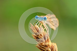 Damselfly isolated on a green background at sunset