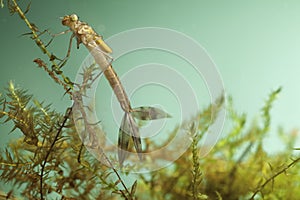 Damselfly larvae water insect dragonfly photo