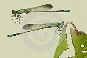 Damselfly on light green isolated