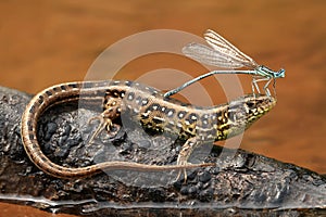 Damselfly on lizard