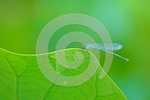 Damselfly on lotus leaf