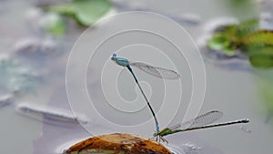 Damselfly is mating and oviposition