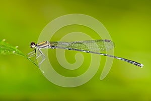 Damselfly mix with green color