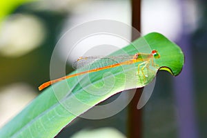 A damselfly named Ceriagrion auranticum stay on a leaf