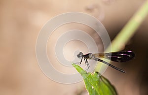 Damselfly in the nature