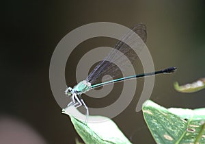 Damselfly with Neon Blue Colors in Borneo
