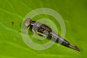 Damselfly nymph about to moult photo