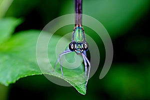 Damselfly photographed from the front at close range