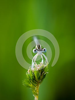 Damselfly Platycnemis Pennipes