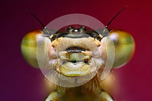 Damselfly portrait