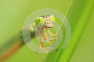 THE DAMSELFLY PORTRAIT