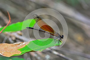 Damselfly is a predator in nature