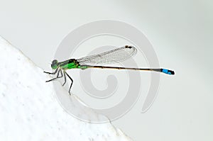 Damselfly ramburs forktail isolated