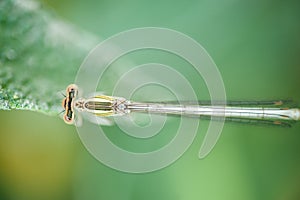 Damselfly on green leaf