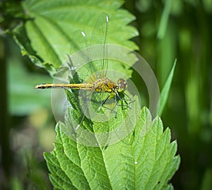 A damselfly sits on a green leaf, a predatory insect.