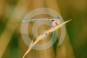 Damselfly sitting on dry grass with a small snail