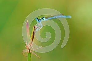 Damselfly with spider on grass close-up