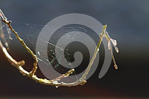 Damselfly spiderweb