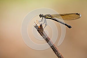 A damselfly on a stem