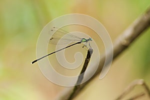 A damselfly on a stem