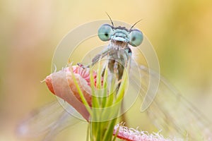 Damselfly trapped in sundew