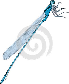 Damselfly Vector Illustration