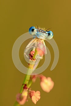 View into big blue eyes damselfly close-up