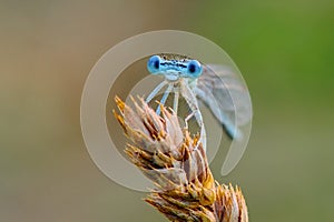 View into big blue eyes damselfly at dusk close-up