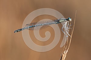 Damselfly on a yellow background