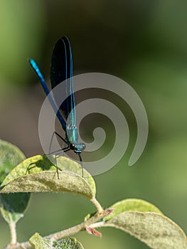 Damselfly zygoptera with big eyes (front view)