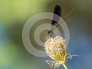 Damselfly zygoptera on a flower against colorful background