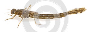 Damselfly, Zygoptera nymph isolated on white background