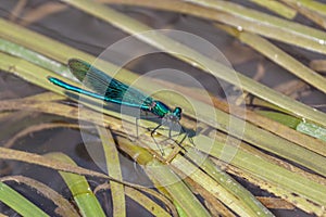 Damselfly Zygoptera resting on reeds in the River Rother