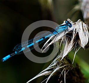 Damselfy on flower