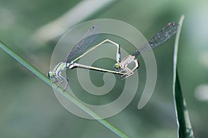 Damselfy love mating insect