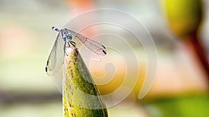 Damselfy on top of a white water lily bud - frontal view