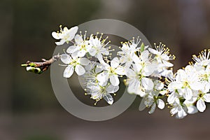 Damson blossoms in spring